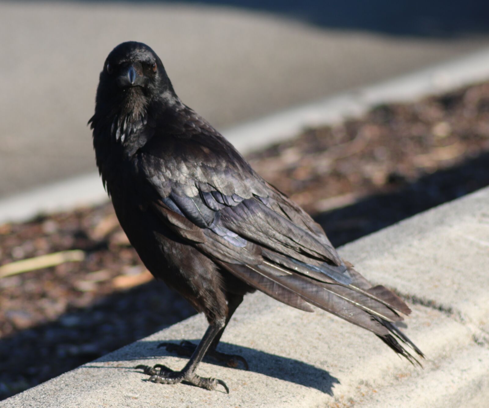 Canon EOS 70D sample photo. Crow, raven, wing photography