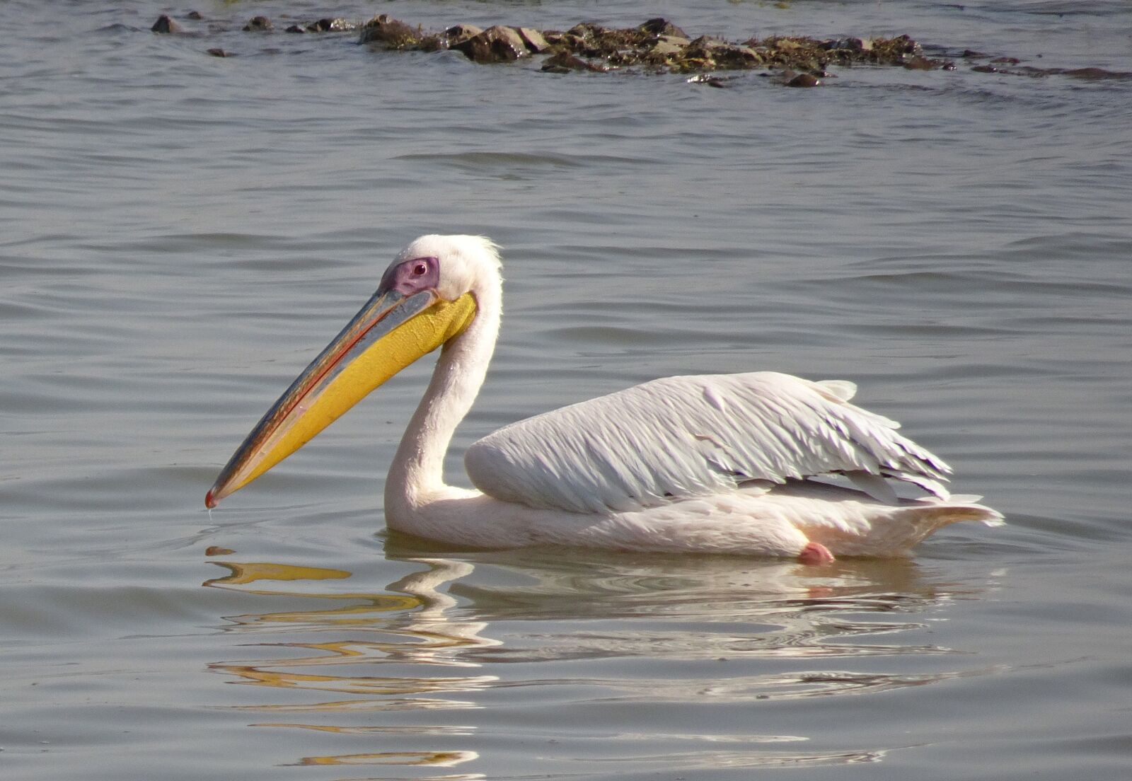 Sony Cyber-shot DSC-HX90V sample photo. Bird, wildlife, pelican photography