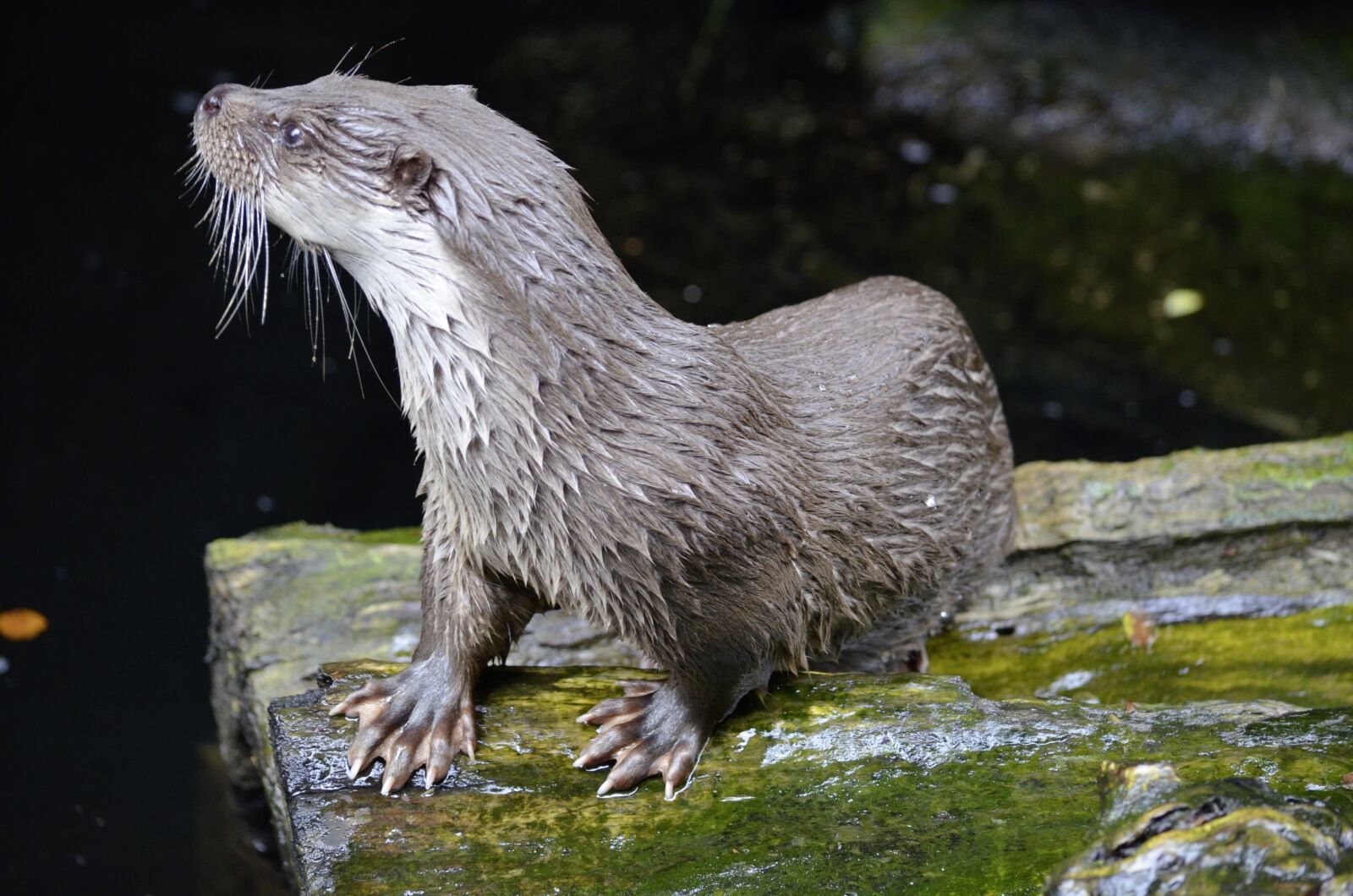 Nikon D5100 sample photo. Otter, water, animal photography