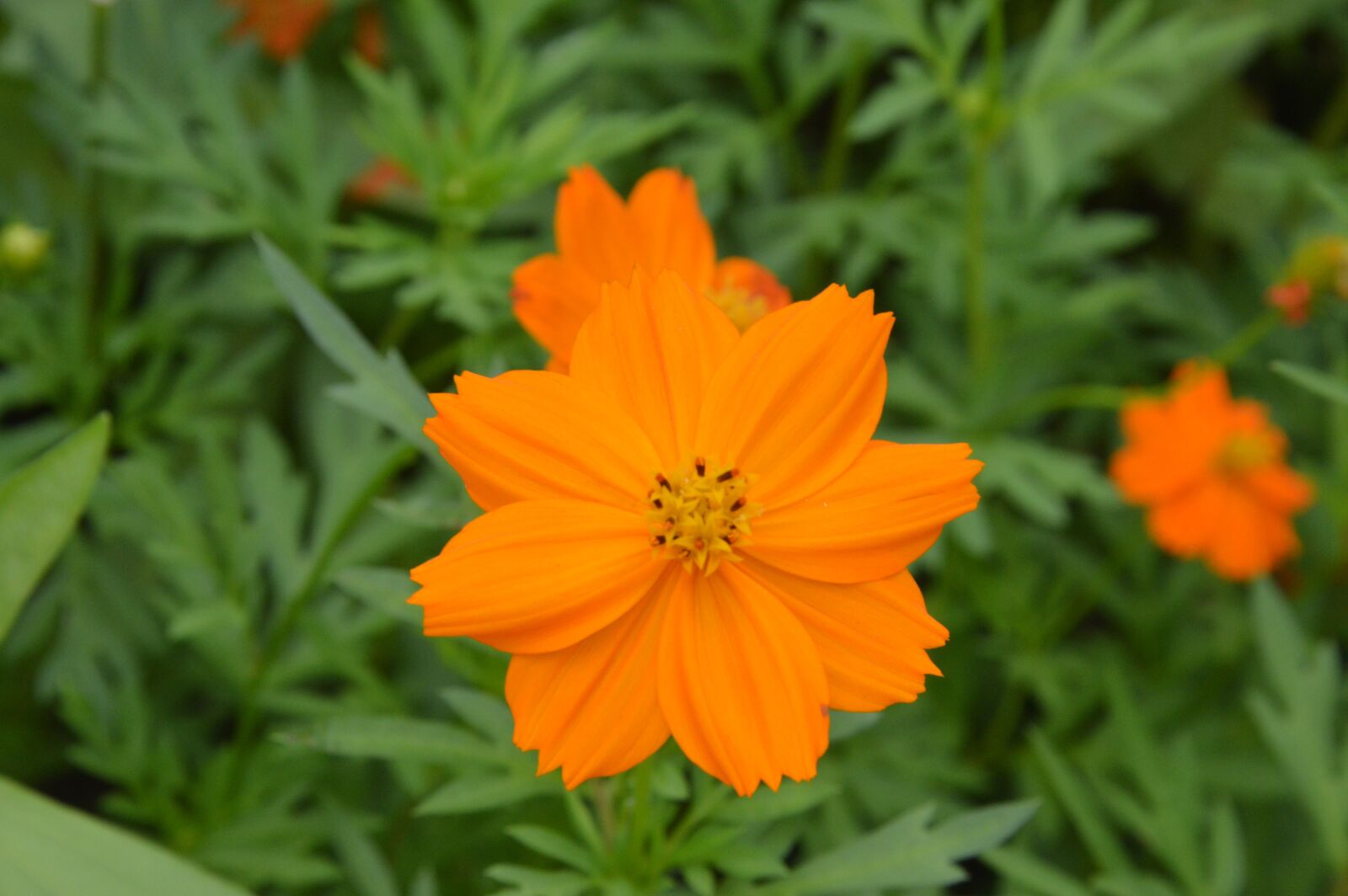 Nikon D3200 sample photo. The scenery, flower, day photography