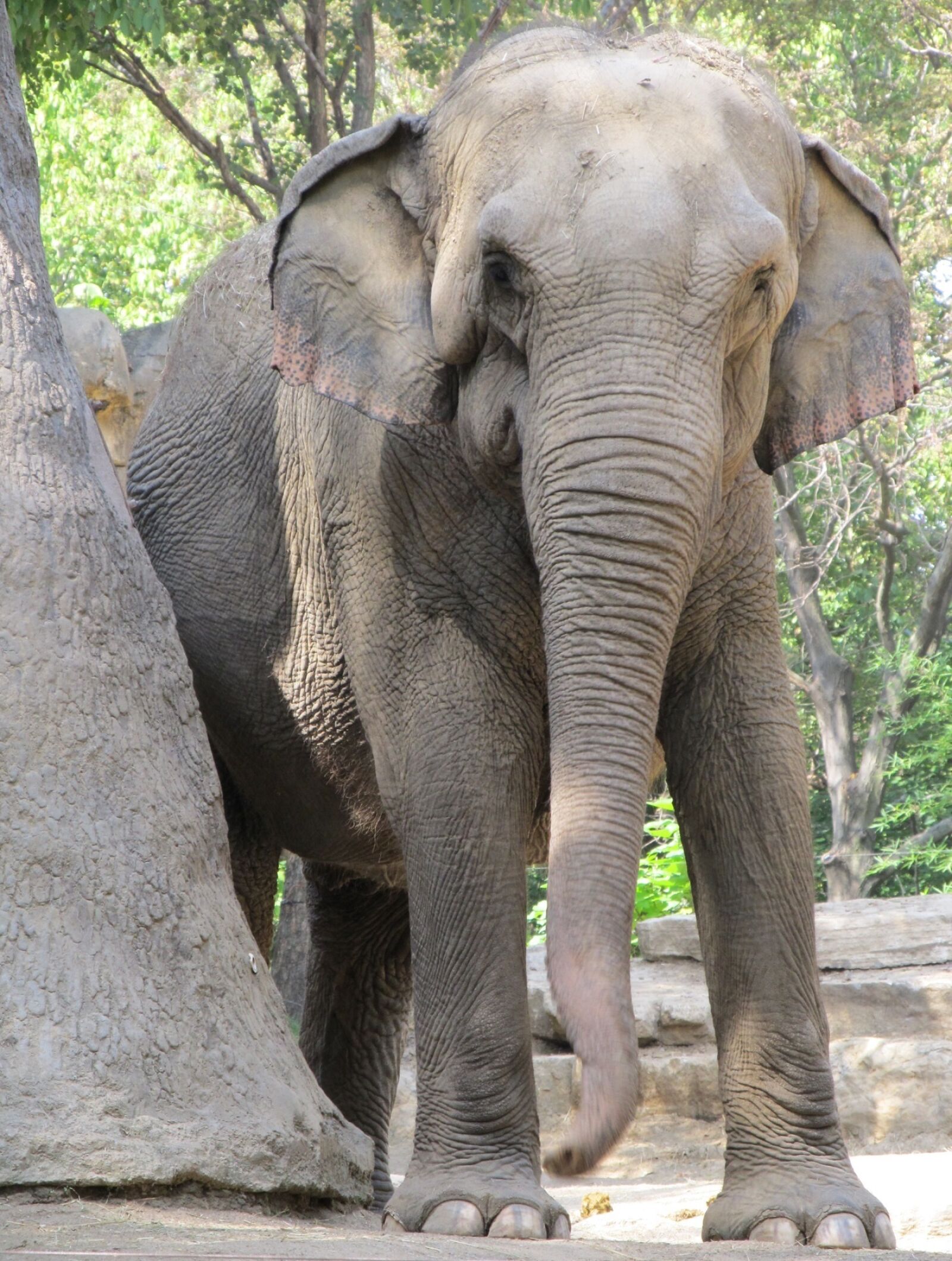 Canon PowerShot SX130 IS sample photo. Elephant, wildlife, nature photography