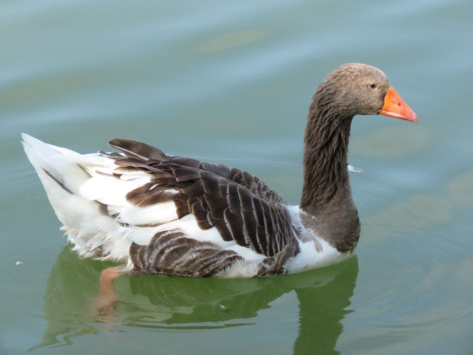 Canon PowerShot SX40 HS sample photo. Goose, toulouse goose, summer photography