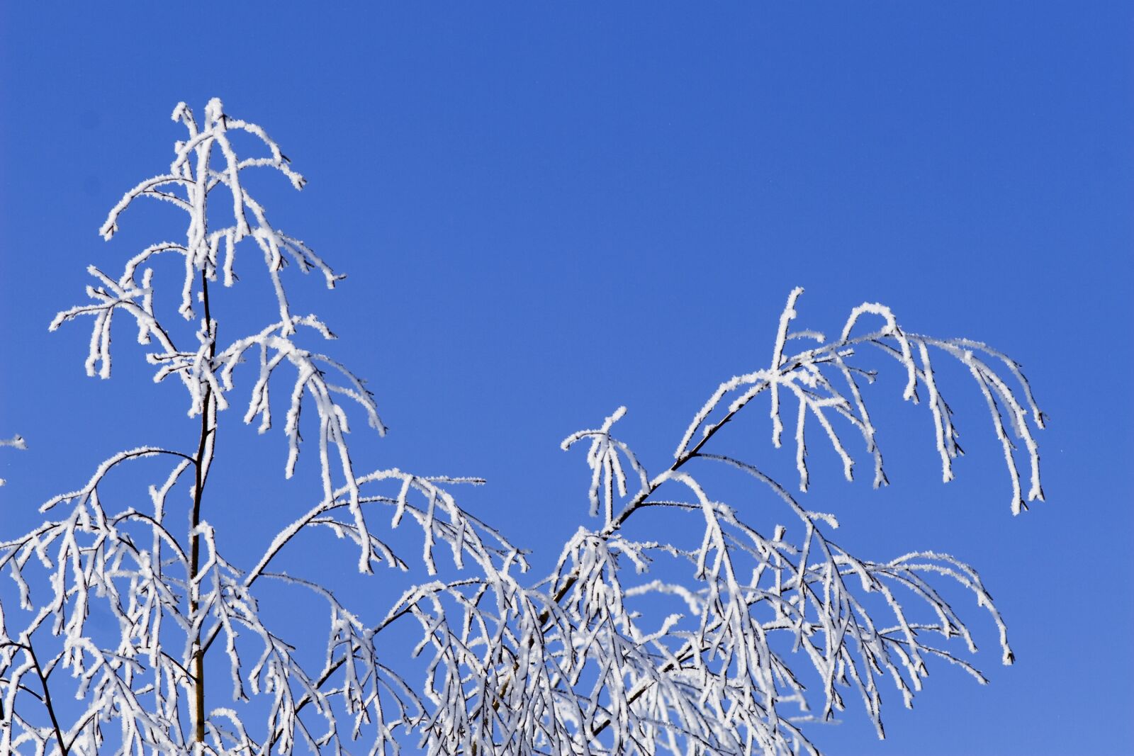 Canon EOS 20D sample photo. Winter, snow, frost photography