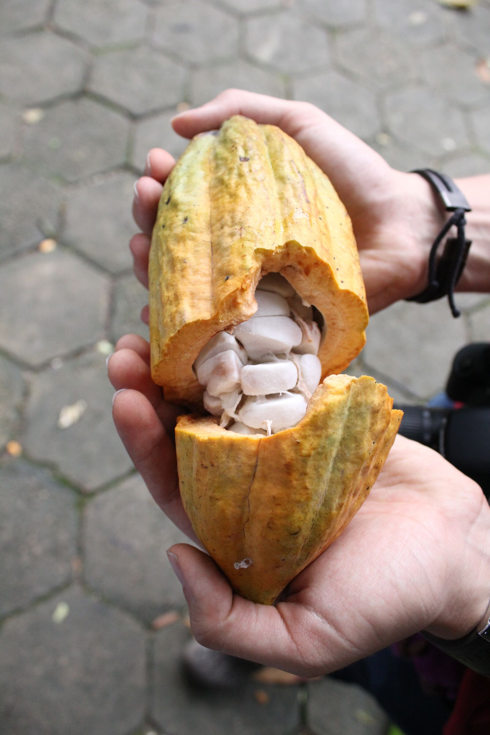 Canon EOS 1200D (EOS Rebel T5 / EOS Kiss X70 / EOS Hi) sample photo. Cocoa, nature, chocolate photography