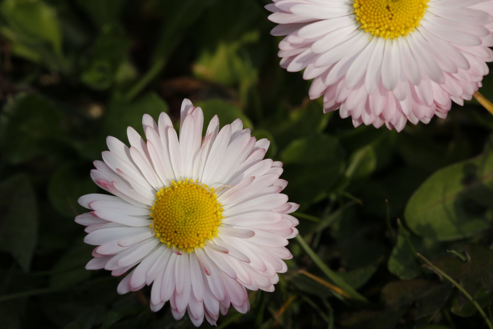 Canon EF 100mm F2.8L Macro IS USM sample photo. Flower, spring, nature photography