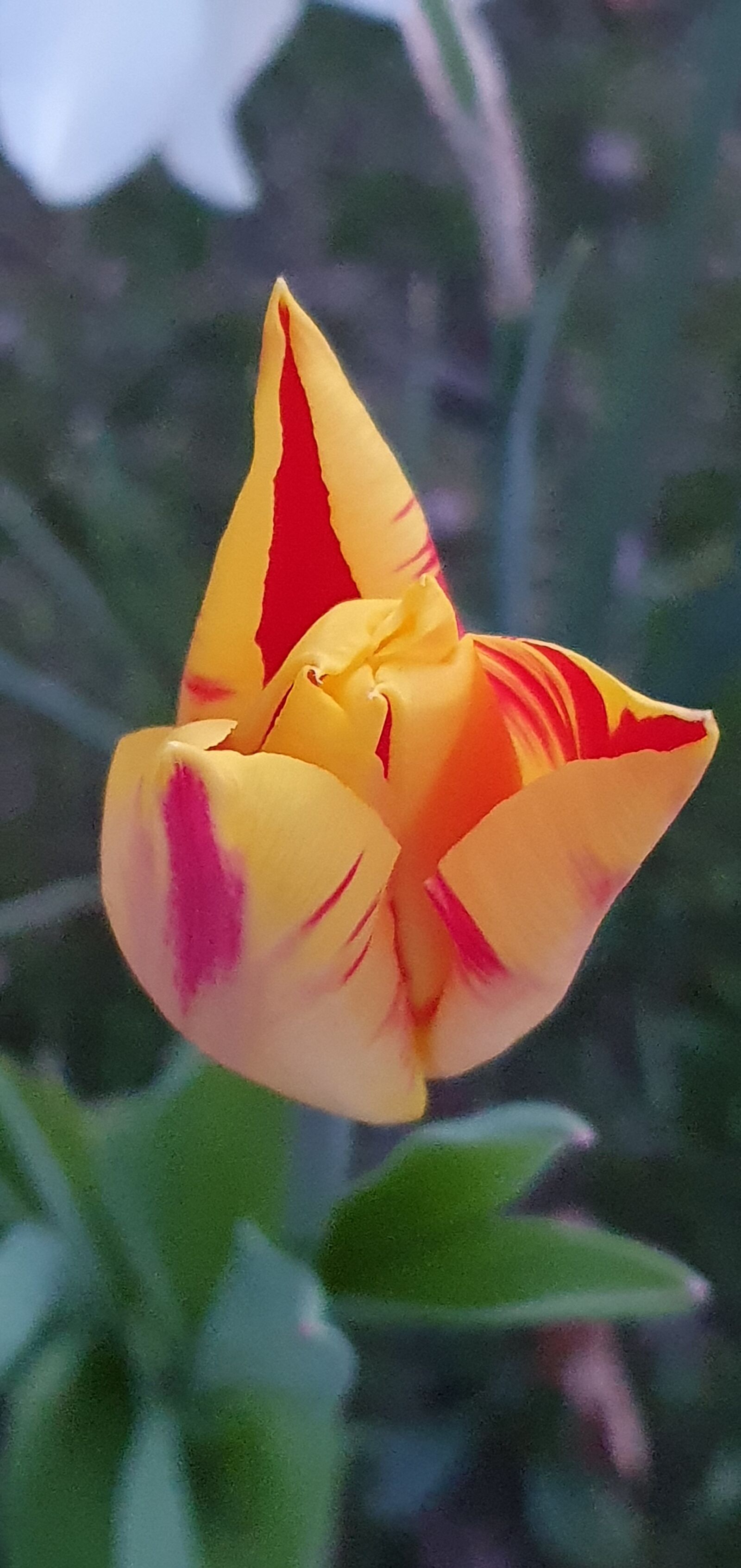 Samsung Galaxy S10+ sample photo. Tulip, spring, yellow photography