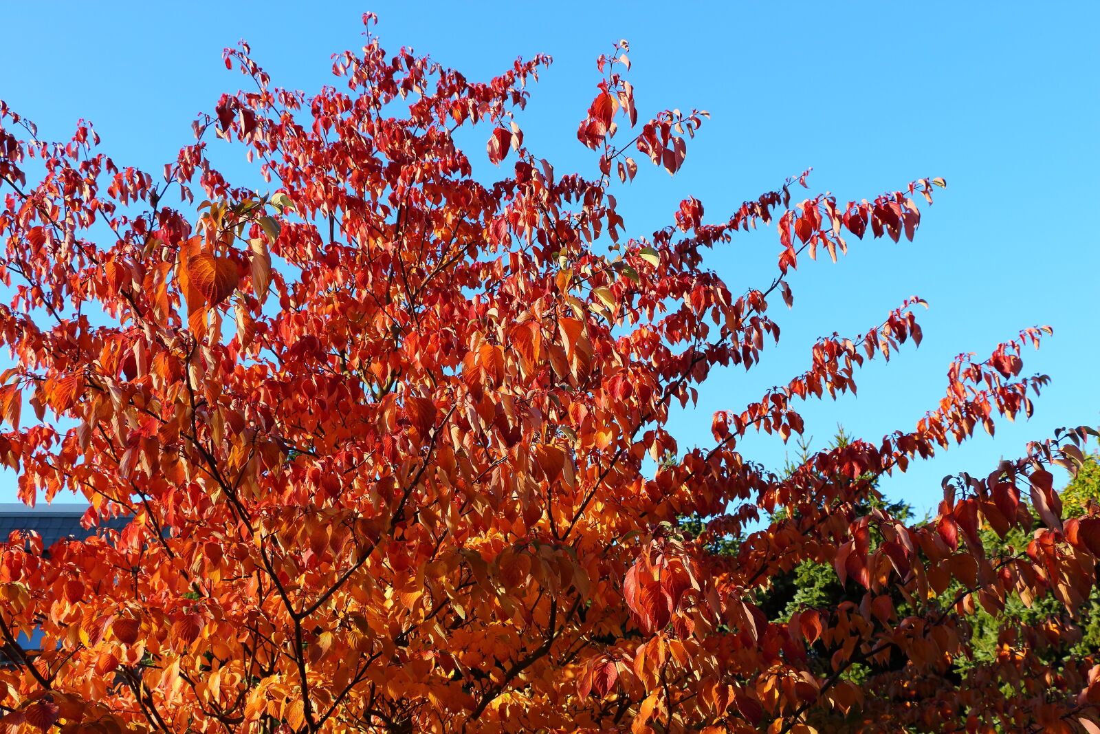 Canon EOS 700D (EOS Rebel T5i / EOS Kiss X7i) sample photo. Autumn, tree, leaves photography