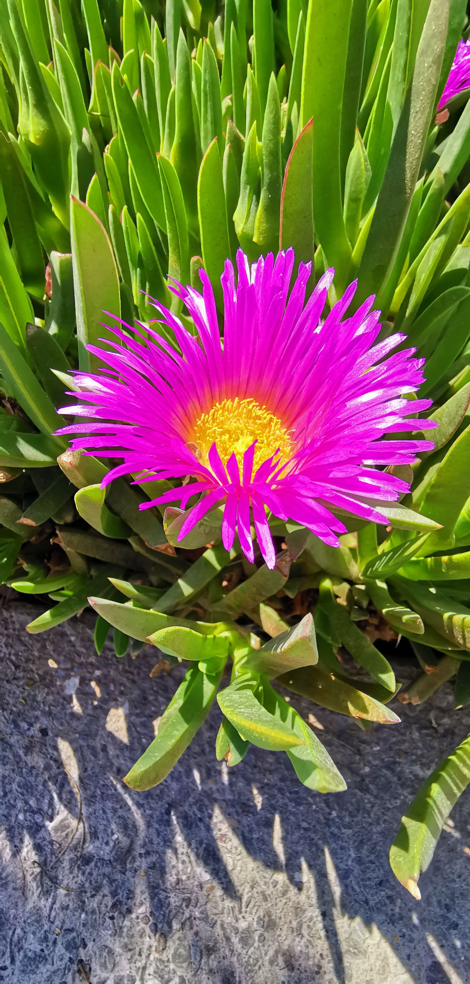 HUAWEI Mate 20 Pro sample photo. Nature, landscape, flowers photography