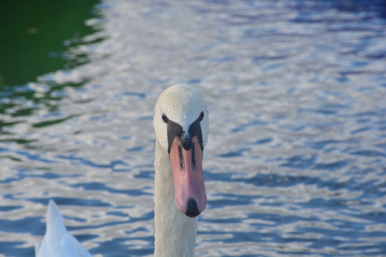Nikon D5200 sample photo. Swan, animal, birds photography