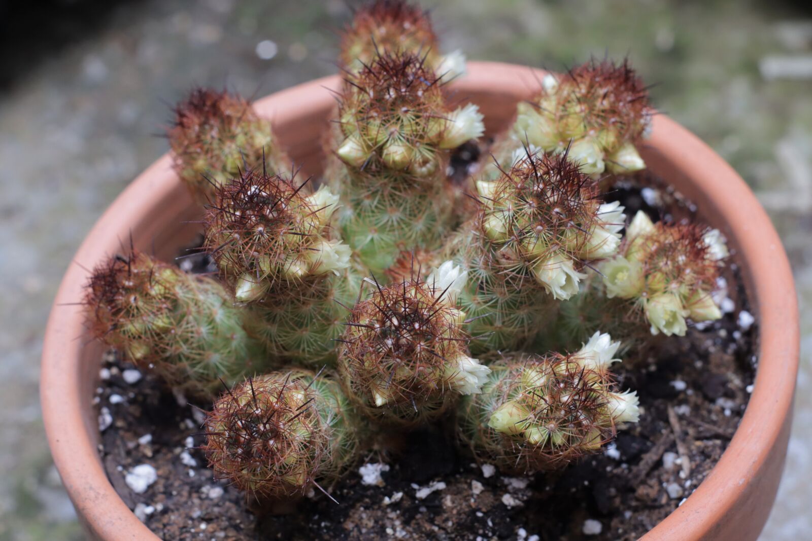 Canon EOS M50 (EOS Kiss M) sample photo. Cactus, cactus in flower photography