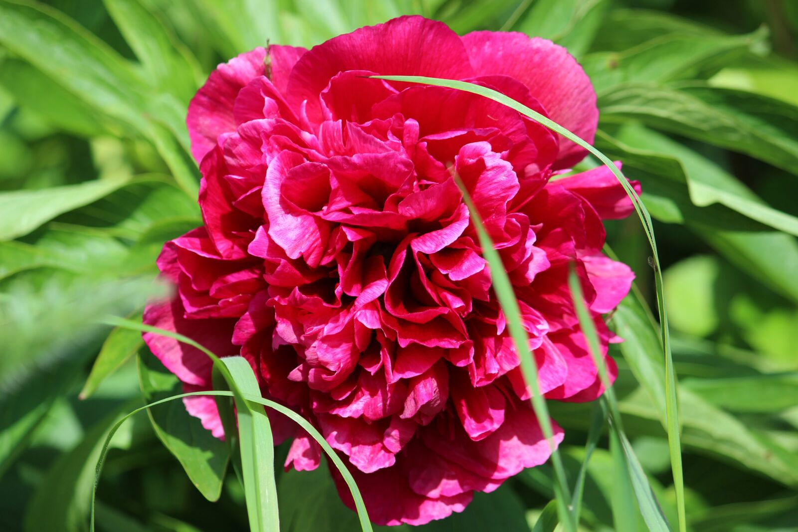 Canon EOS 600D (Rebel EOS T3i / EOS Kiss X5) sample photo. Common peony, rose, blossom photography