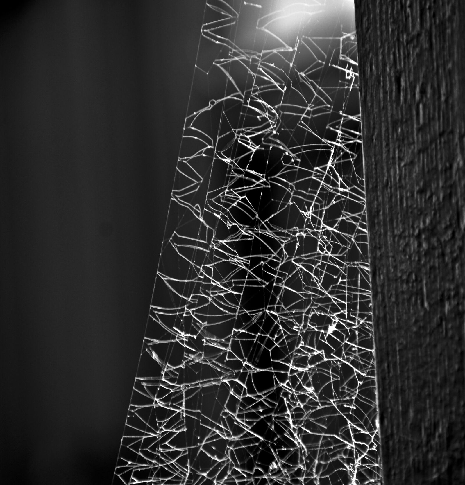Nikon D3500 sample photo. Web, spider web, web photography