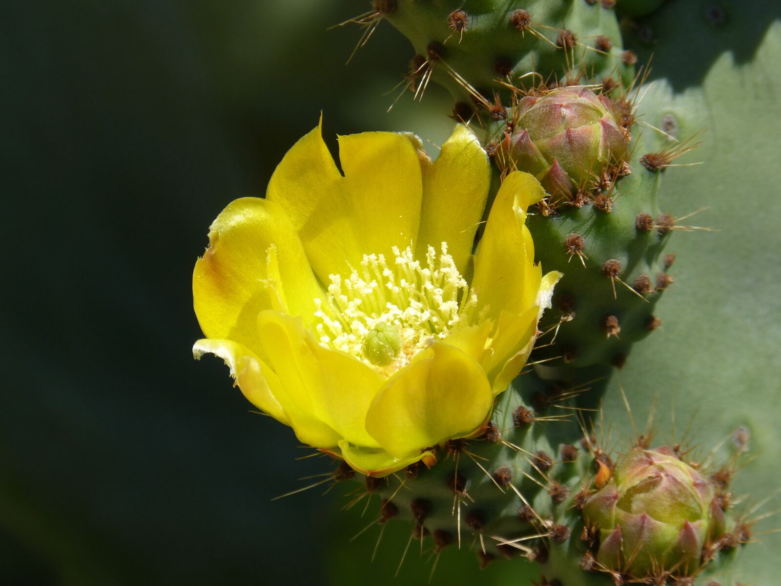 Panasonic DMC-FZ62 sample photo. Cactus, flower, florir photography