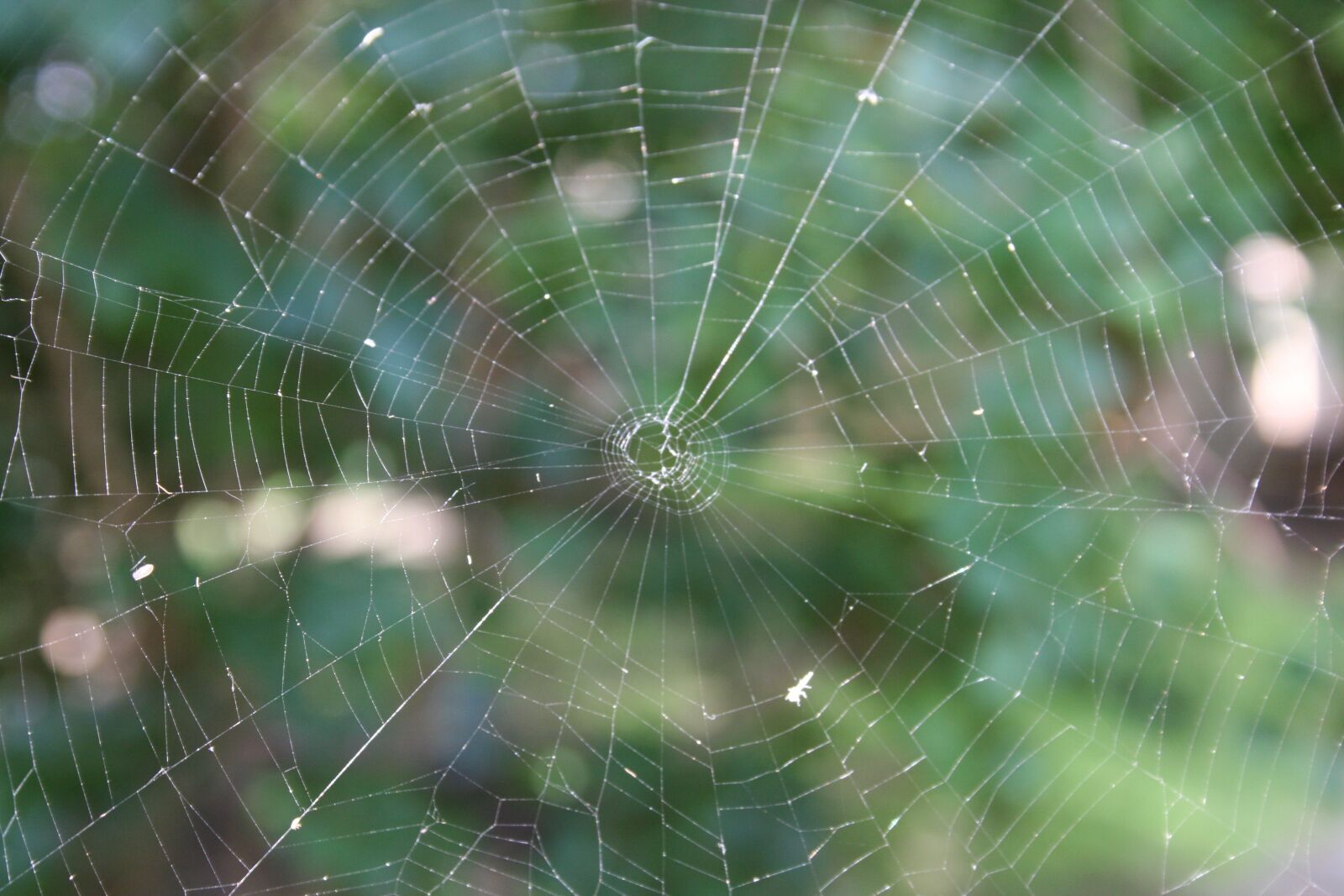 Canon EOS 350D (EOS Digital Rebel XT / EOS Kiss Digital N) sample photo. Spider, spiderweb, trap photography