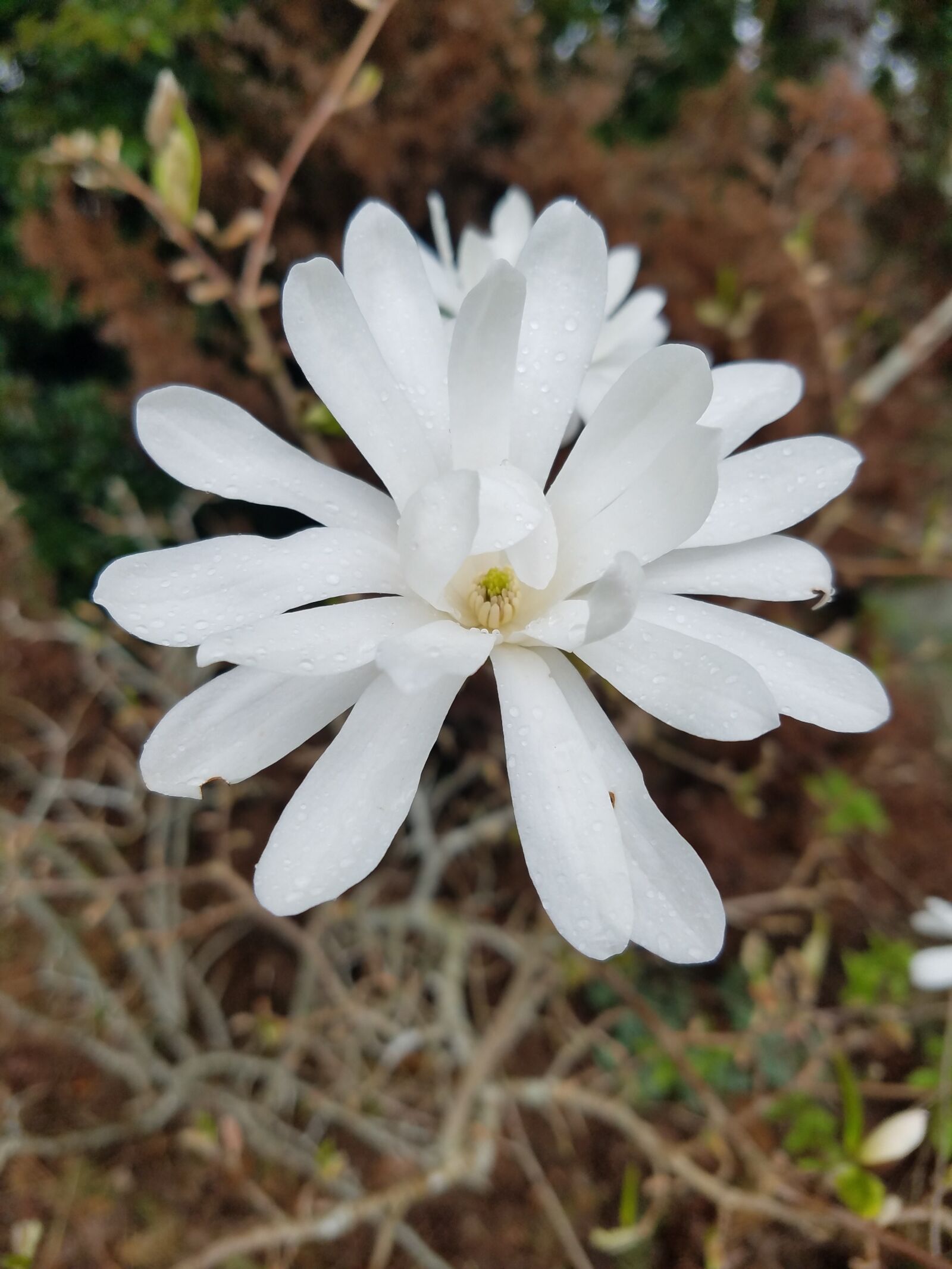 Samsung Galaxy S7 sample photo. Flower, white flower, life photography