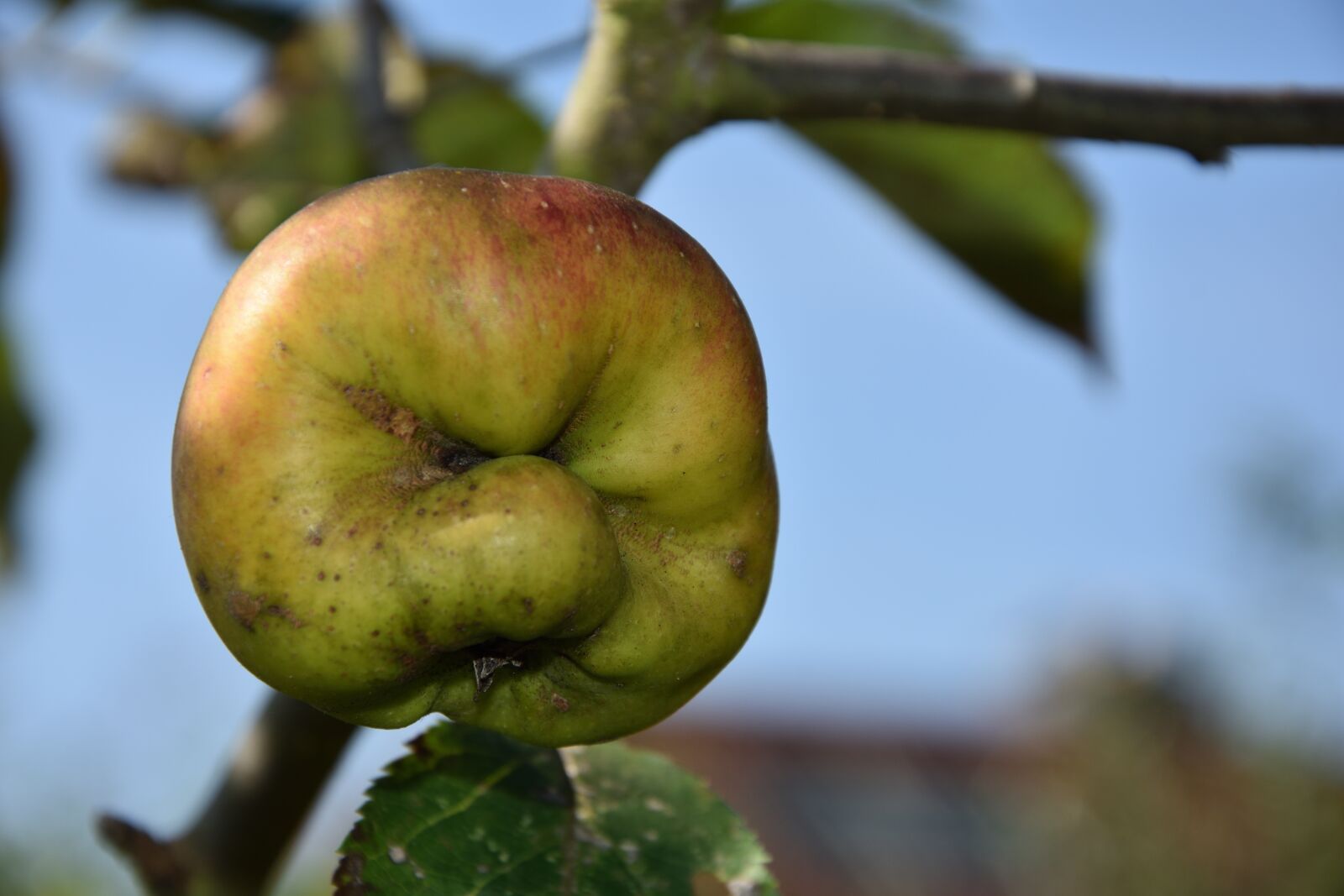 Nikon D7200 sample photo. Apple, face, fash photography