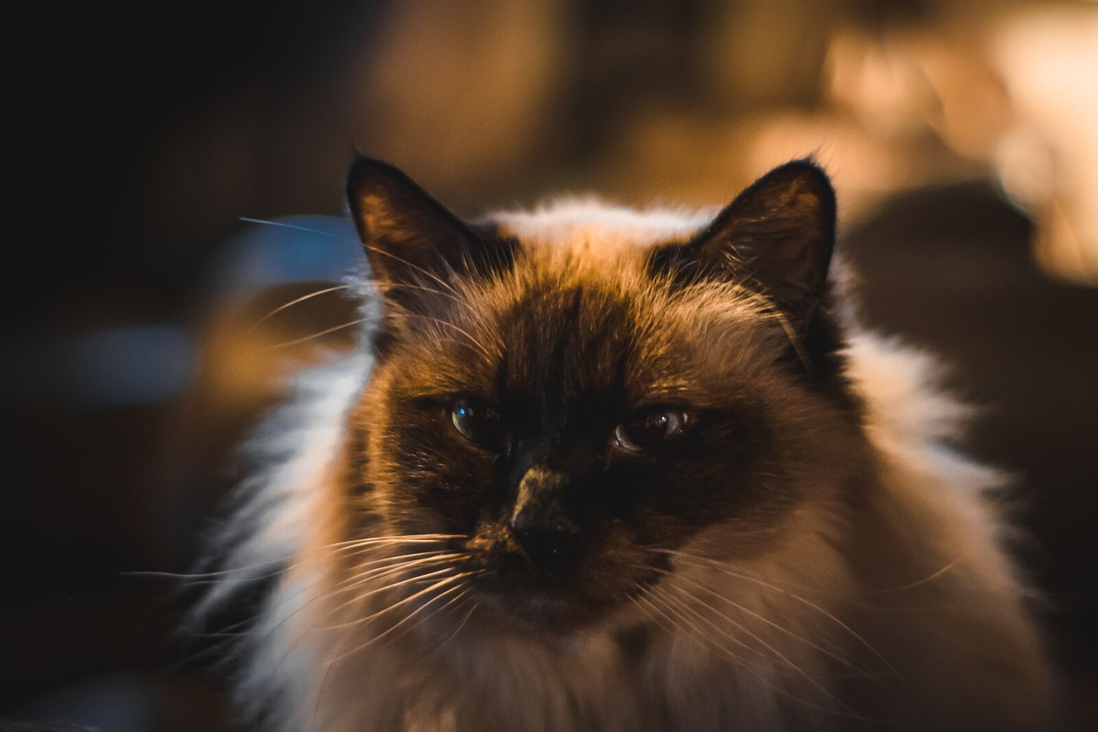 Fujifilm X-T1 sample photo. Cat, bokeh, animals photography