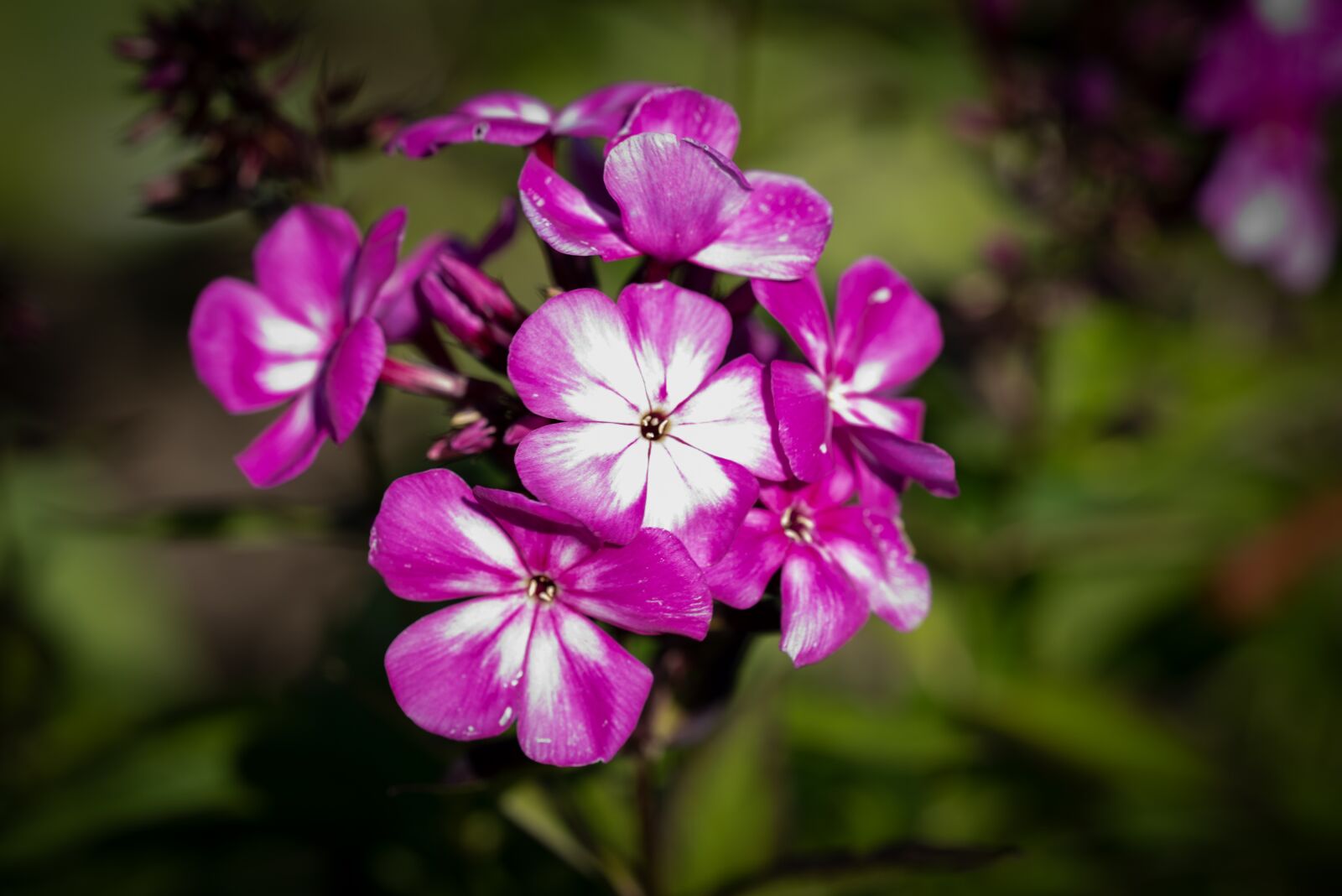 Nikon D750 sample photo. Phlox, flower, flowers photography