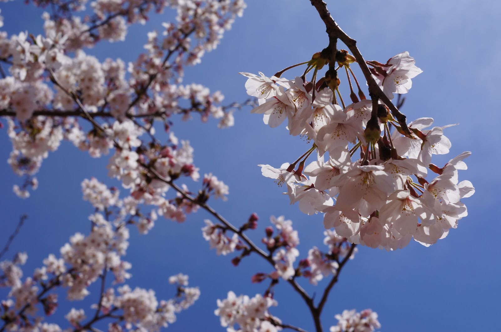Sony Alpha NEX-5N sample photo. Spring, cherry blossom, flowers photography