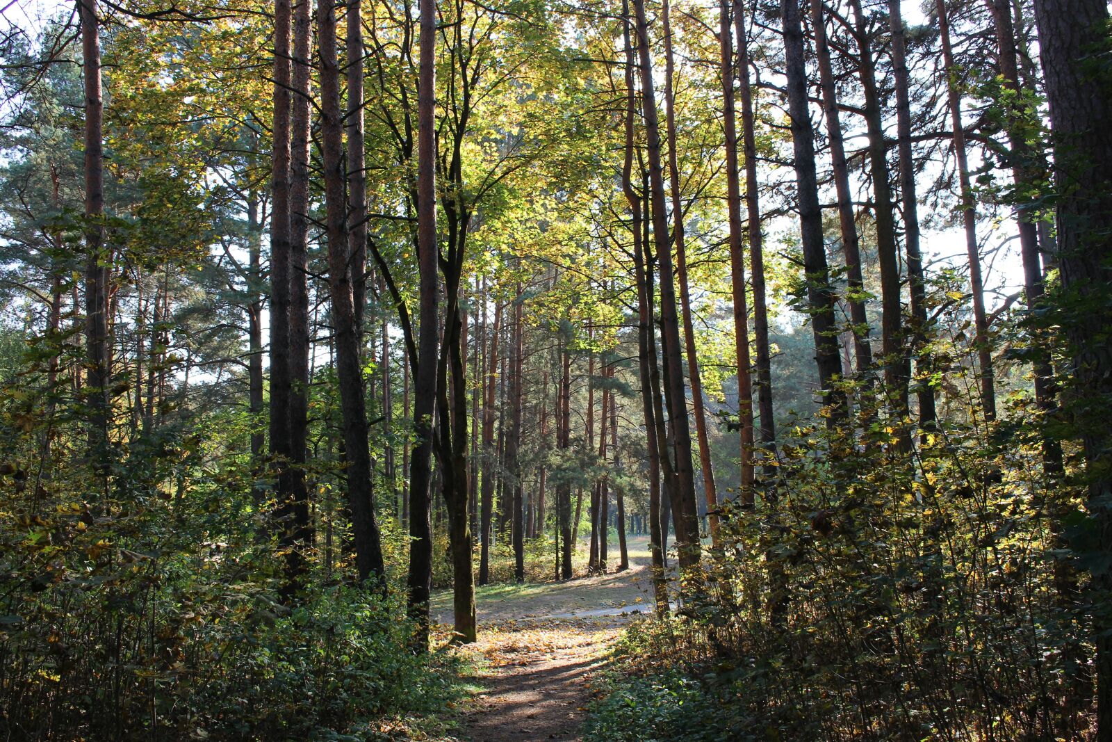 Canon EOS 700D (EOS Rebel T5i / EOS Kiss X7i) sample photo. Forest, autumn, sun photography