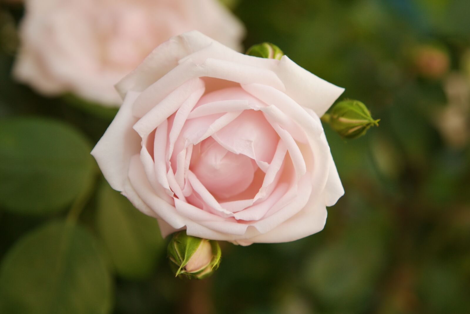 Canon EOS 5D Mark II sample photo. Rose, macro, flower photography