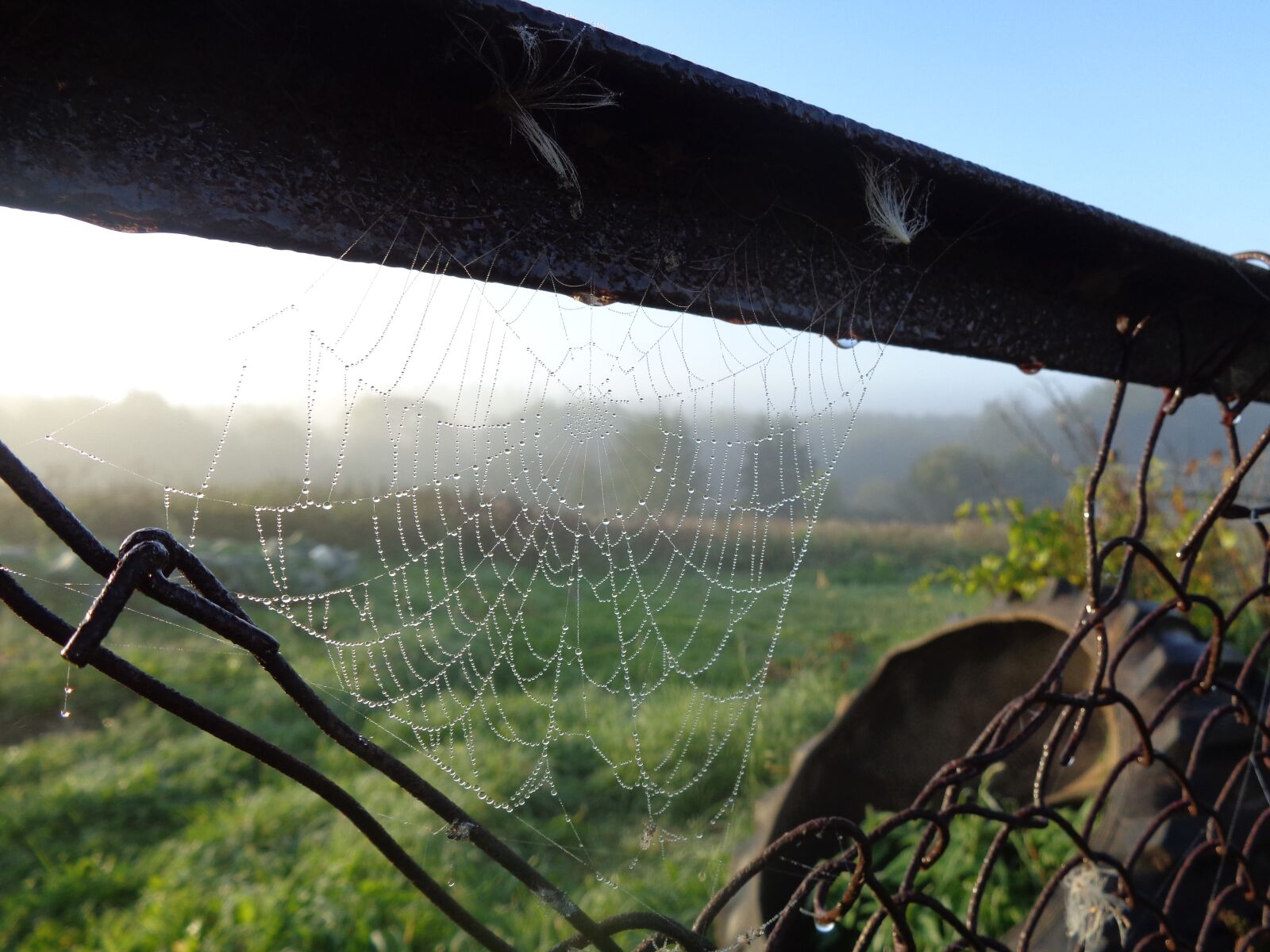 Sony Cyber-shot DSC-W830 sample photo. Spider web, dawn, nature photography