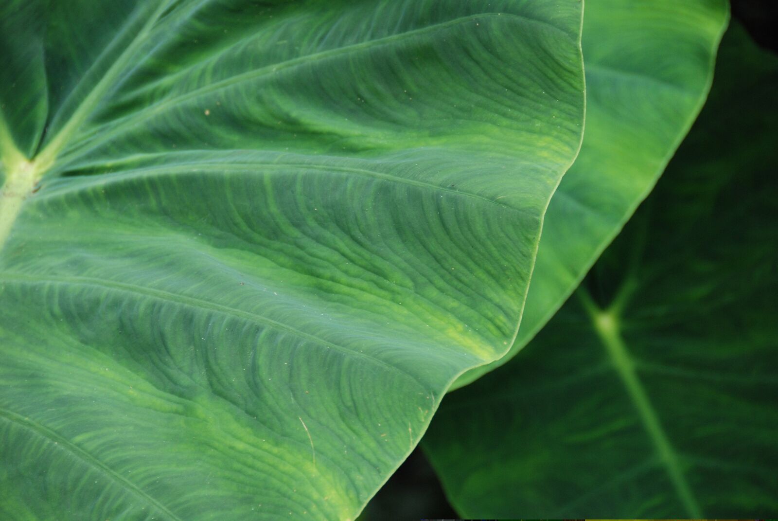 Nikon D80 sample photo. Leaf, leaves, plant photography
