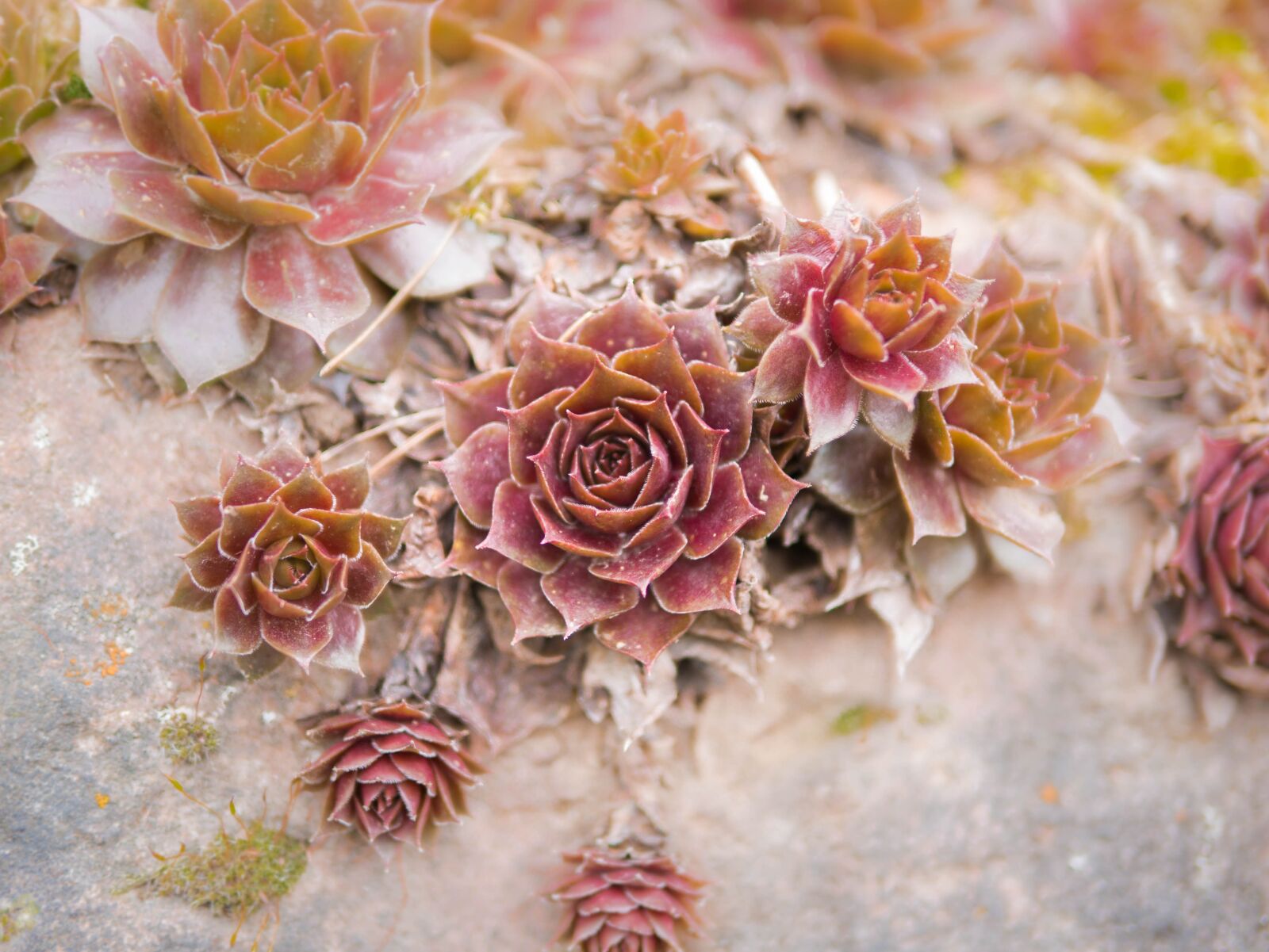Panasonic Leica DG Summilux 25mm F1.4 II ASPH sample photo. Flowers, succulents, close up photography