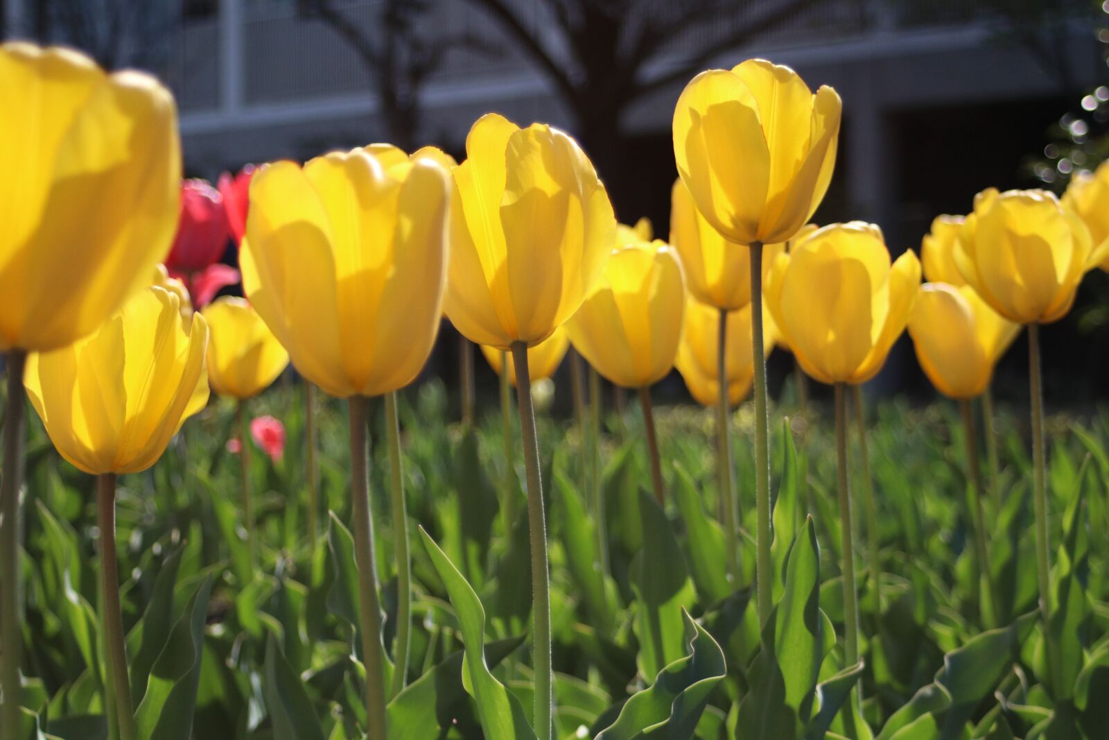Canon EF 28-80mm f/3.5-5.6 sample photo. Yellow tulips, tulips, nature photography