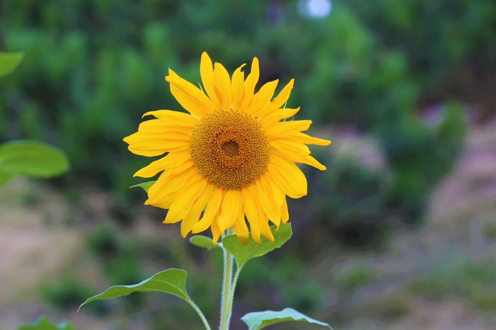 Canon EF 24-105mm F4L IS USM sample photo. Plant, sunflower, flower photography