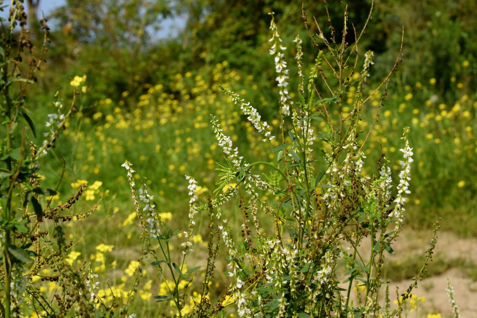 Nikon D3300 sample photo. Plants, nature, shore photography