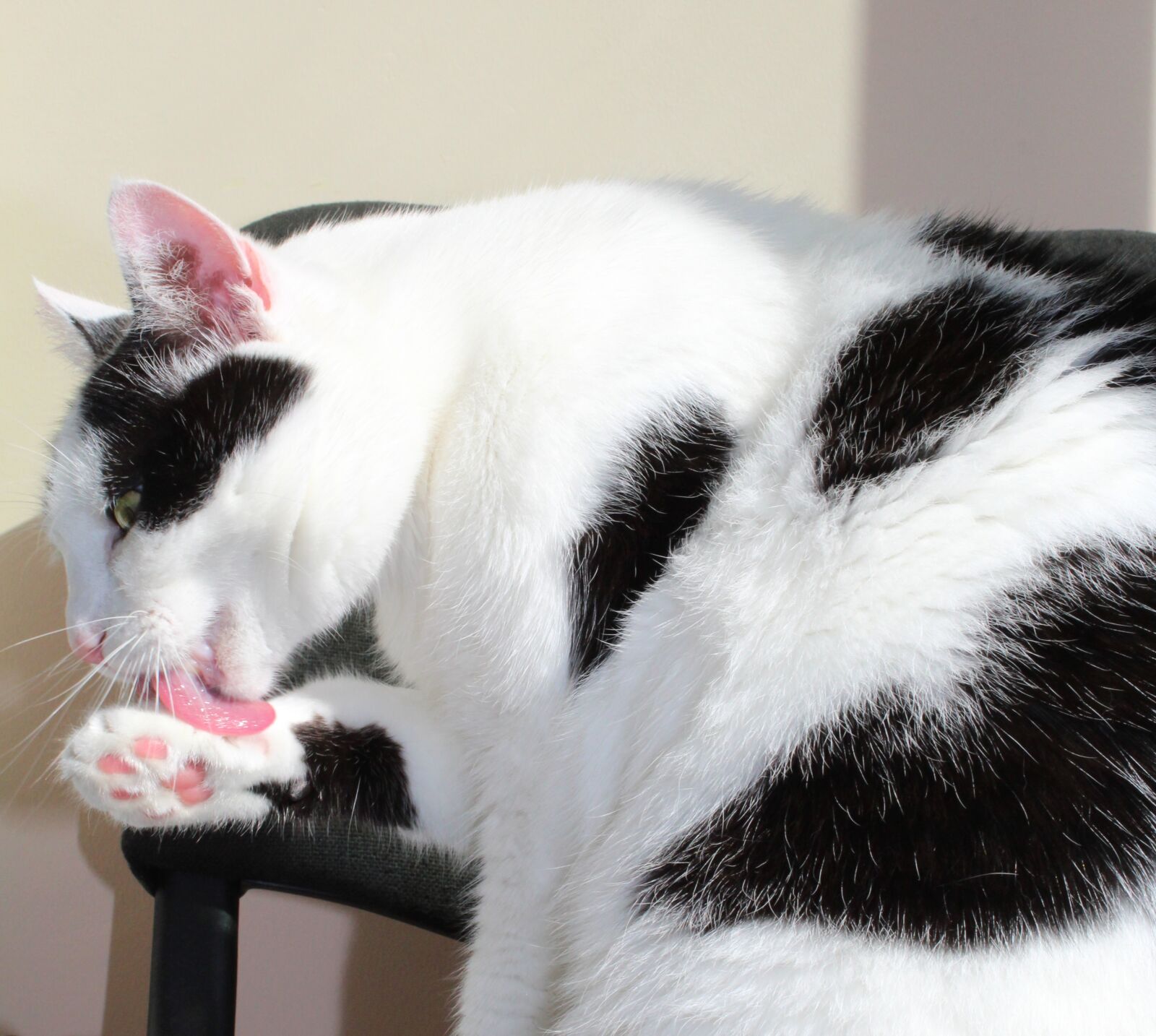 Canon EOS 1300D (EOS Rebel T6 / EOS Kiss X80) sample photo. Cat, white, black photography