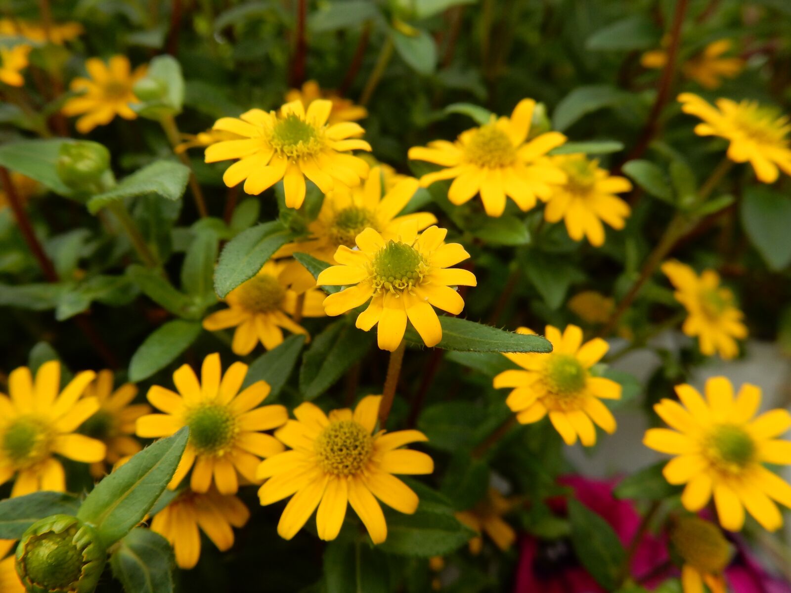 Nikon Coolpix S9900 sample photo. Yellow flowers, summer, garden photography