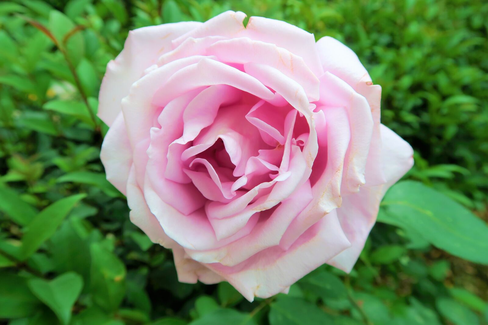 Canon PowerShot G7 X sample photo. Rose, nature, plant photography