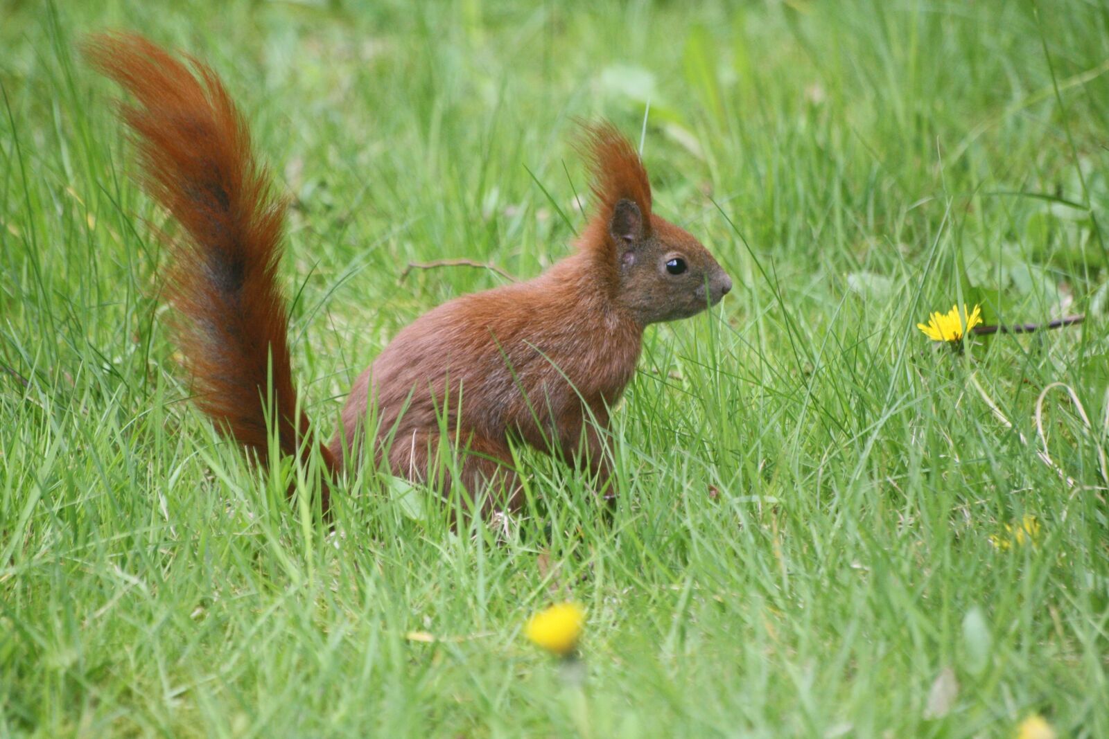 Canon EOS 1000D (EOS Digital Rebel XS / EOS Kiss F) sample photo. Meadow, spring, animal photography