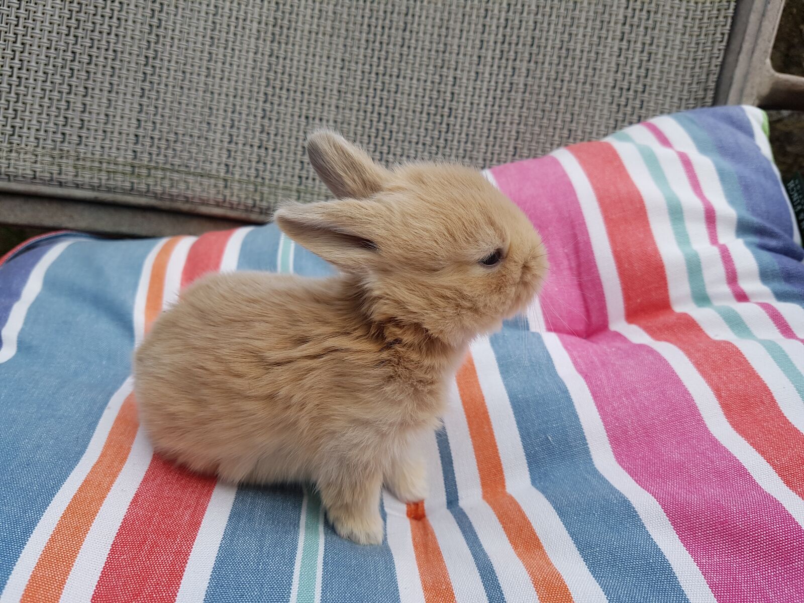 Samsung SM-G930F sample photo. Baby rabbit, rabbit, pet photography