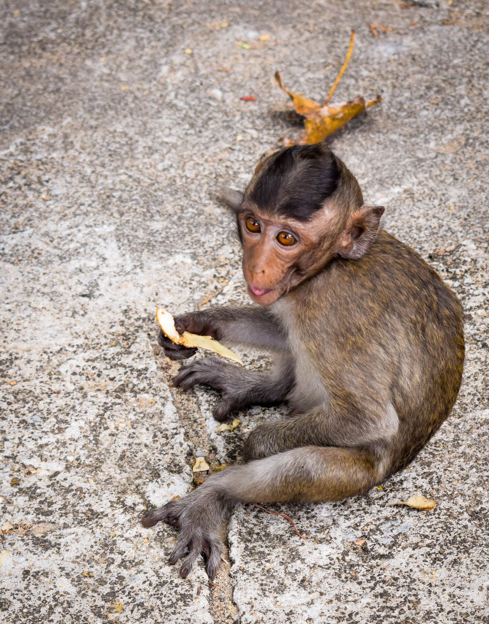 Nikon D3300 sample photo. Monkey, primates, mammal photography