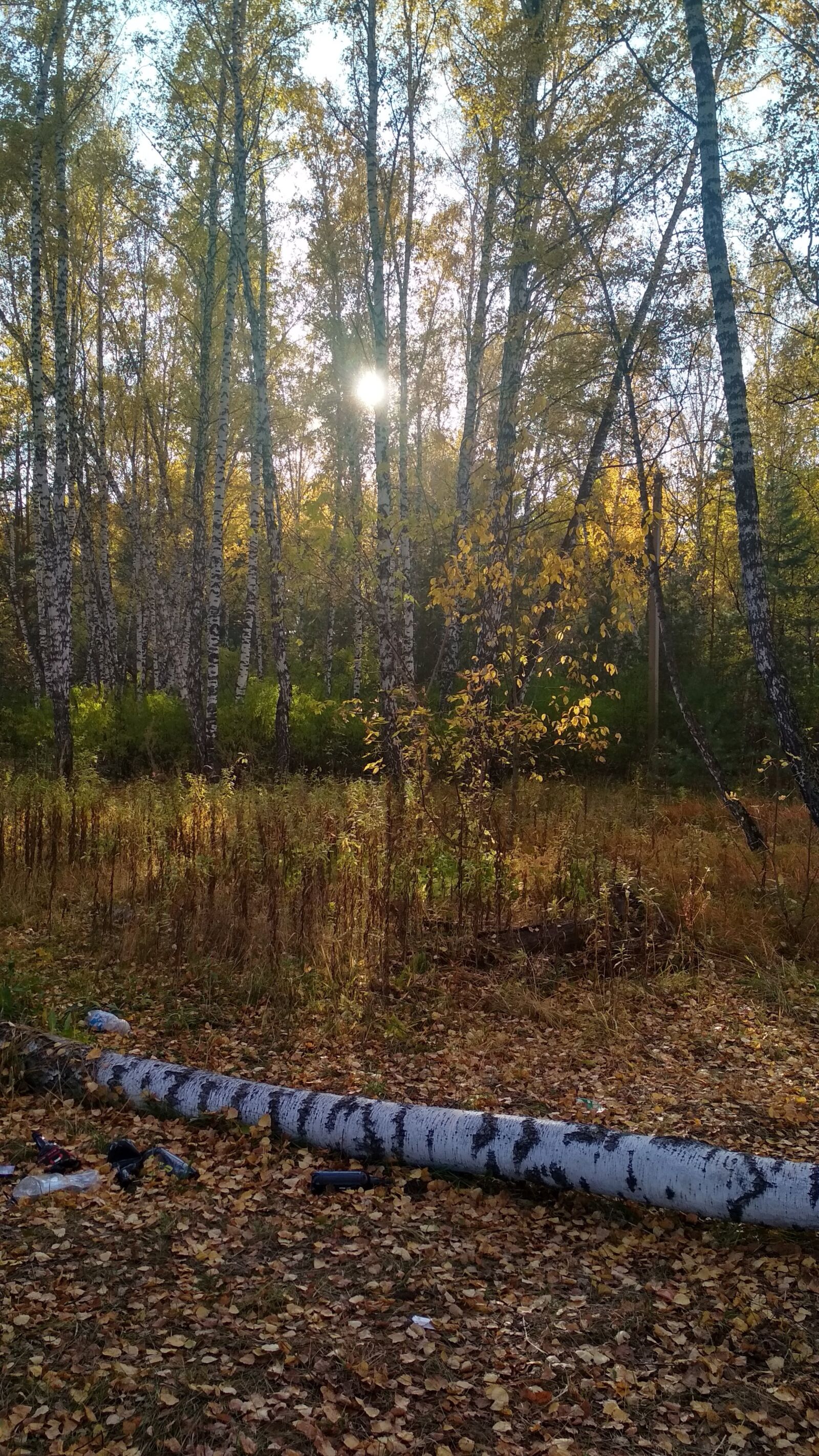 Xiaomi Redmi 4X sample photo. Birch, sun, nature photography