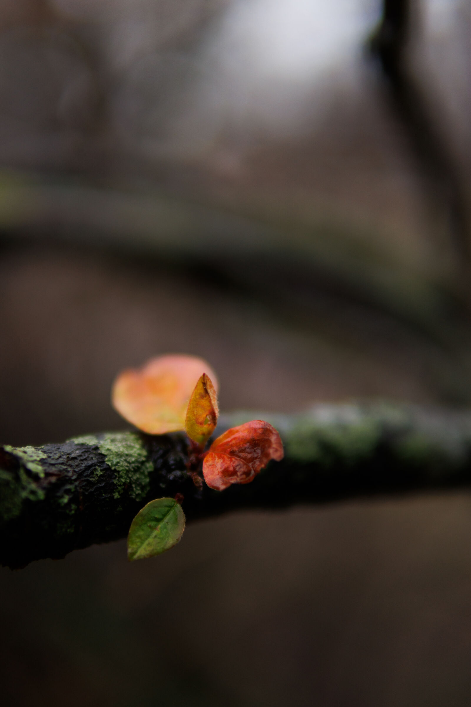 Canon EOS R7 sample photo. Last leaves photography