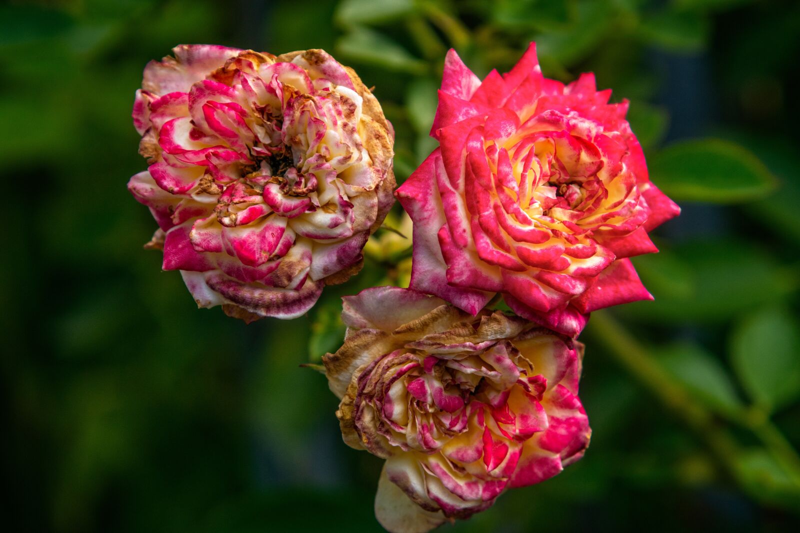 Nikon D3300 sample photo. Rose, flower, blossom photography