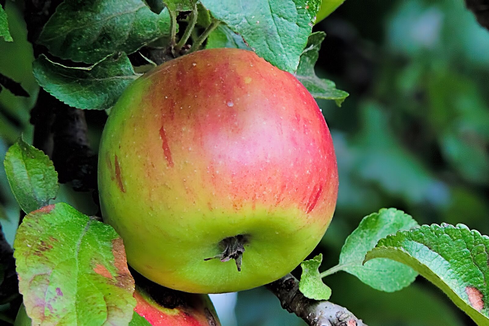 Nikon Coolpix P520 sample photo. Apple, browned, fruits photography