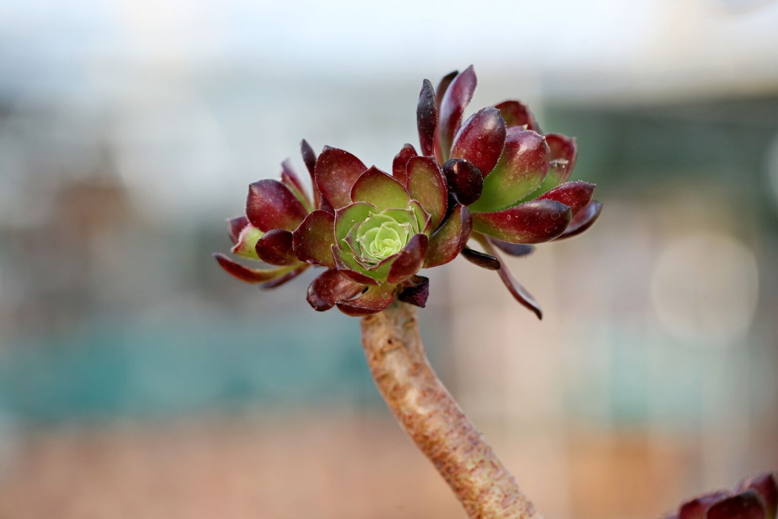 Canon EOS 5D sample photo. A fleshy plant, fleshy photography