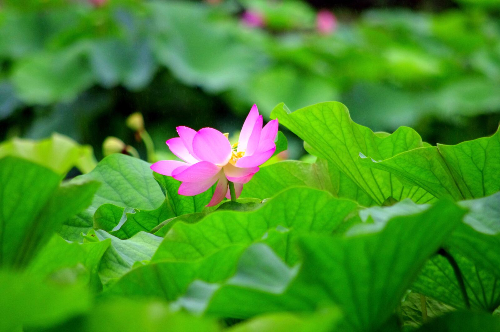 Pentax K-x sample photo. Lotus flower, japan, water photography