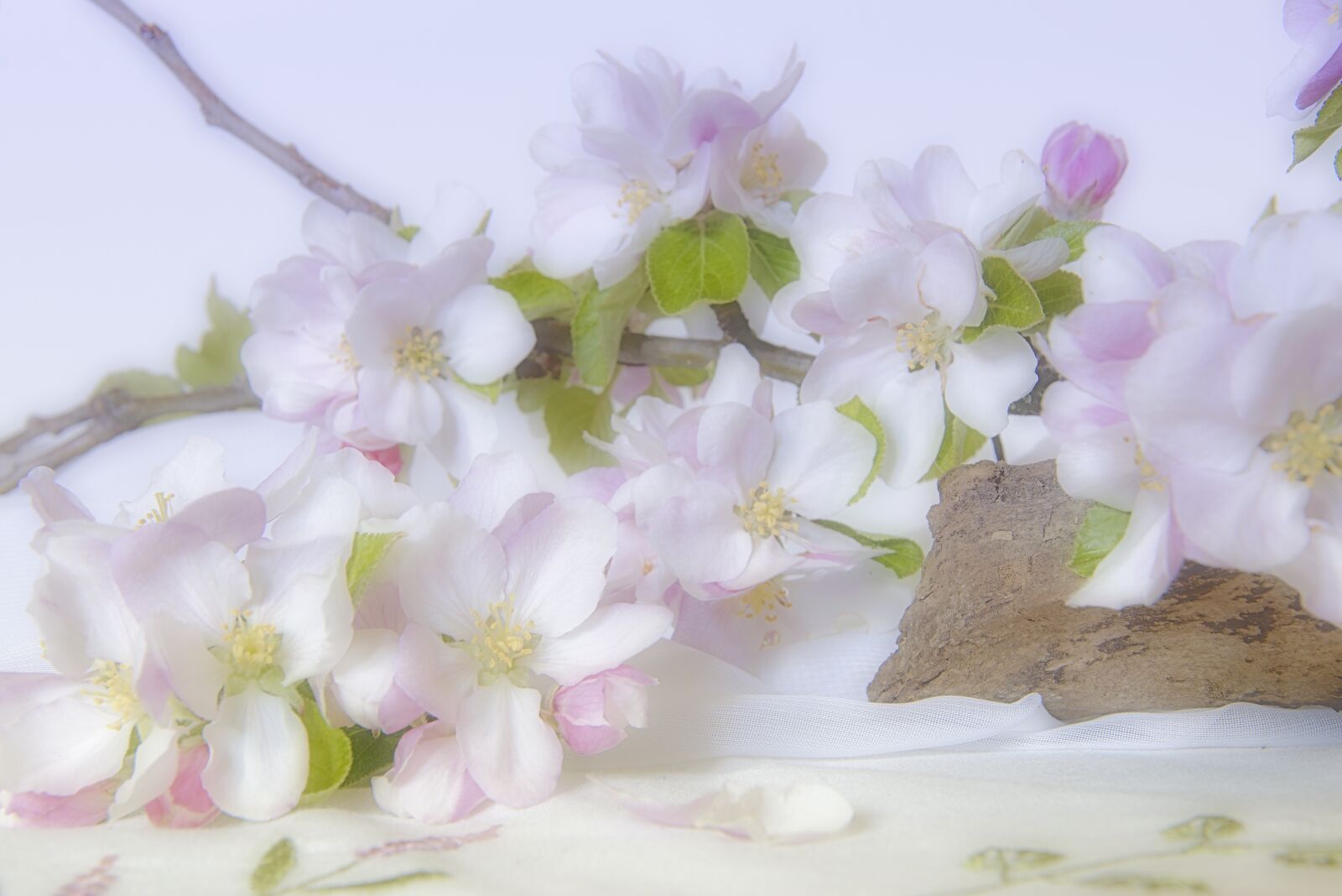 Nikon D5600 sample photo. Flowers, apple blossom, bloom photography