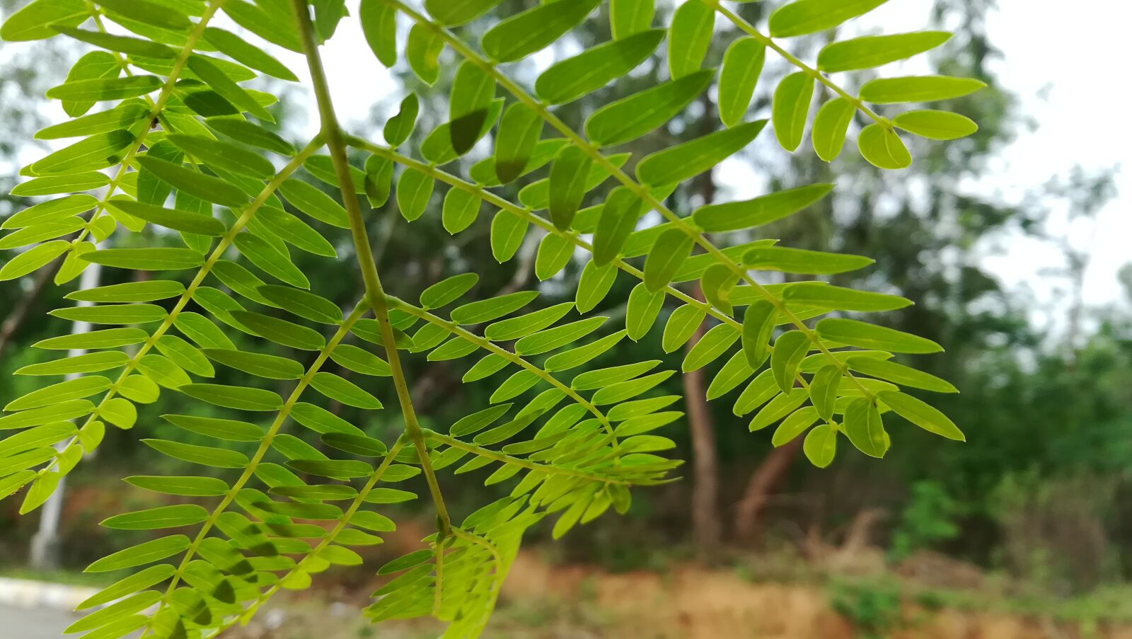 HUAWEI honor 6x sample photo. Green photography