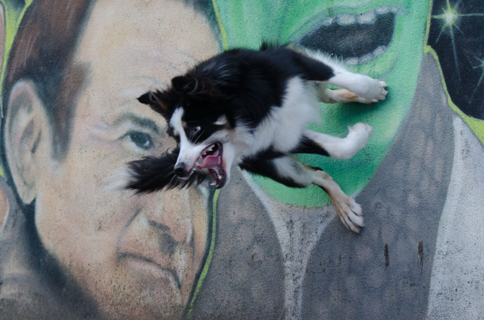 Nikon D5100 sample photo. Border collie, dog tricks photography