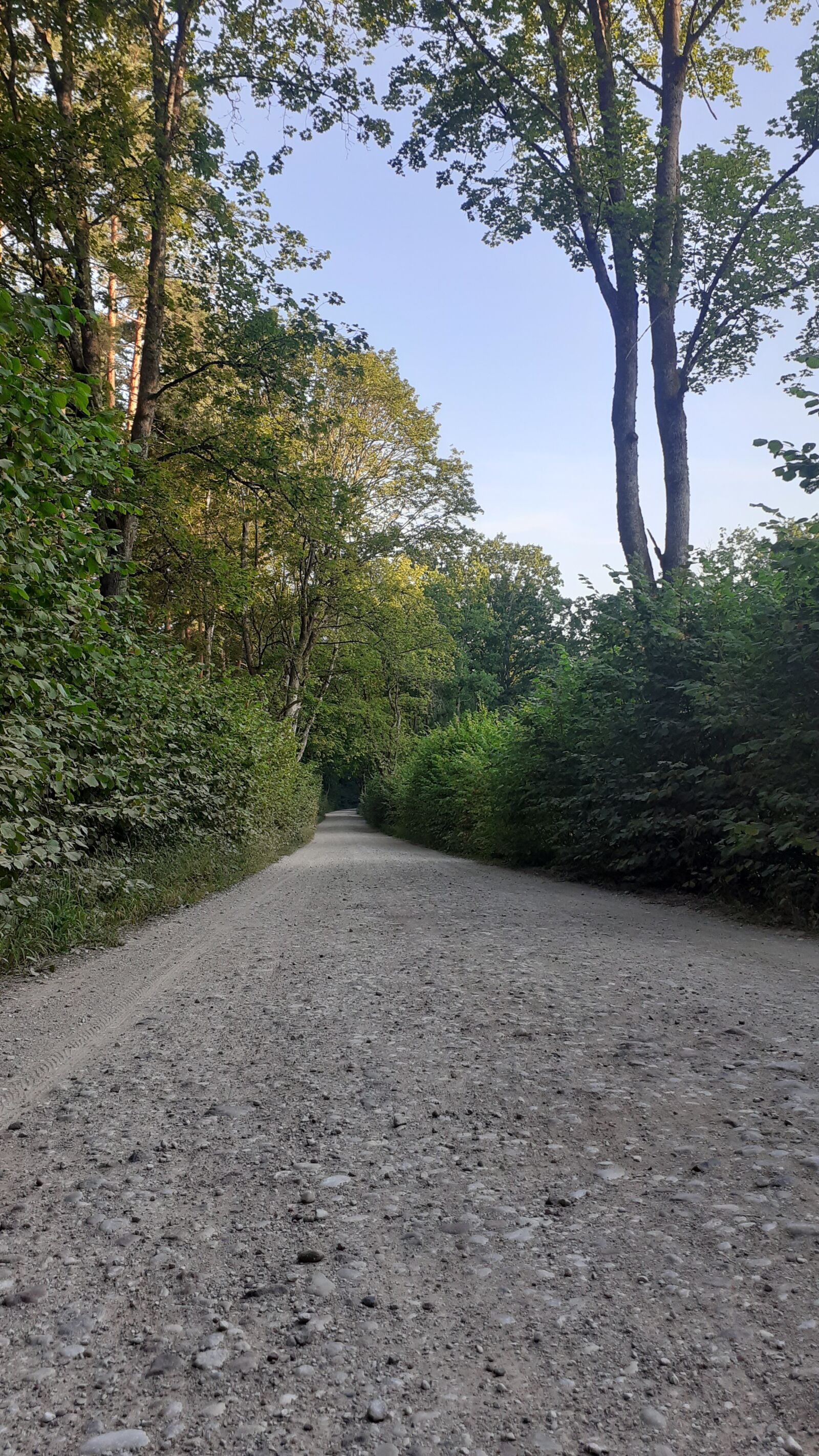 Samsung SM-A202F sample photo. Way, forest, tree photography