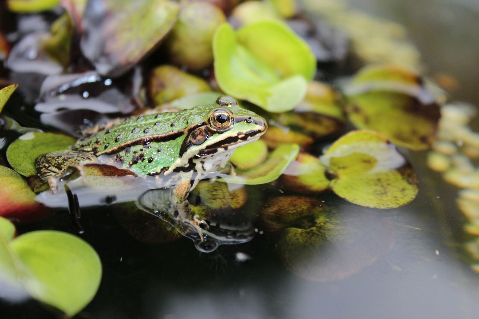 Canon EOS 600D (Rebel EOS T3i / EOS Kiss X5) sample photo. Frog pond, frog, water photography