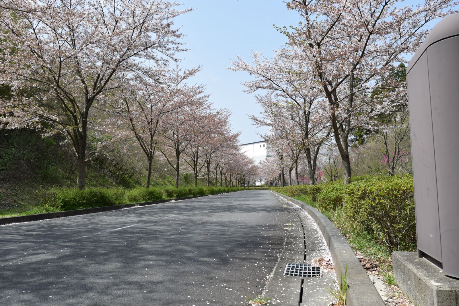 Nikon D3300 sample photo. Road, tree, nature photography