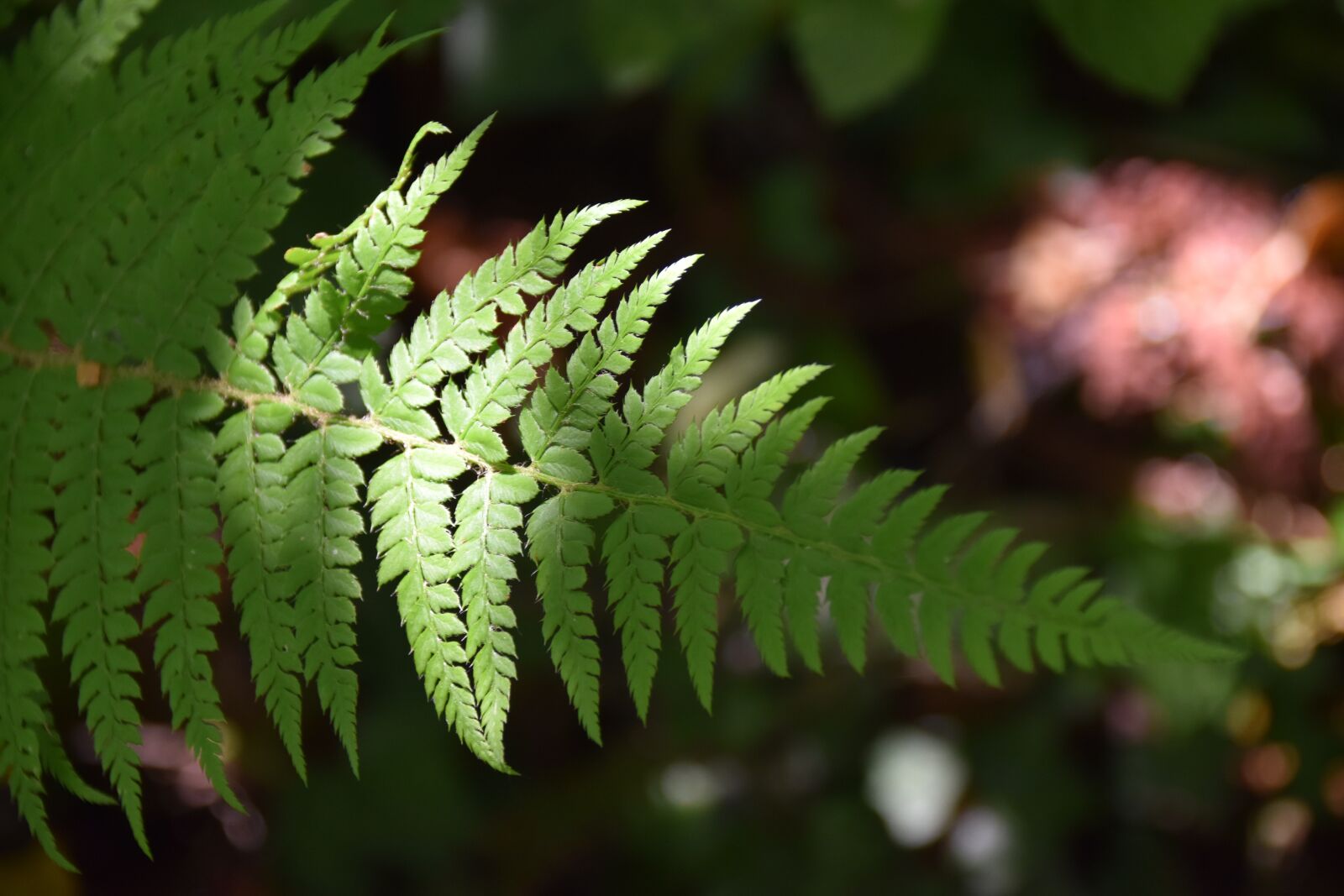 Nikon D5600 sample photo. Ferns, green plant, ray photography